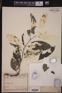 Image Associated With the Occurrence