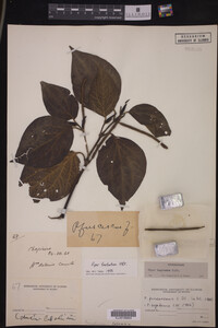 Image Associated With the Occurrence