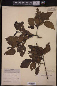 Image Associated With the Occurrence