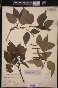 Image Associated With the Occurrence