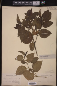 Image Associated With the Occurrence