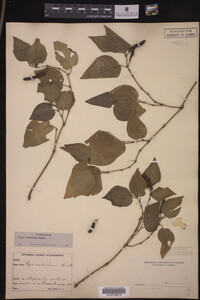 Image Associated With the Occurrence