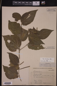 Image Associated With the Occurrence