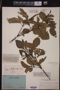 Image Associated With the Occurrence
