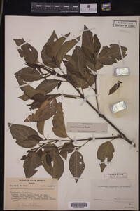 Image Associated With the Occurrence