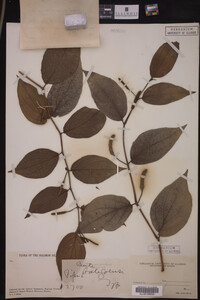 Image Associated With the Occurrence