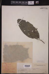 Image Associated With the Occurrence