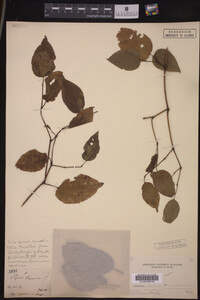Image Associated With the Occurrence