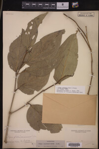 Image Associated With the Occurrence