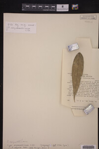 Image Associated With the Occurrence