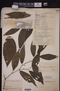 Image Associated With the Occurrence