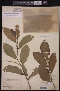 Piper arboreum ssp. arboreum image
