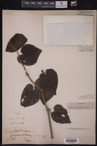 Image Associated With the Occurrence