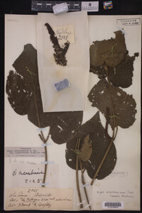 Image Associated With the Occurrence