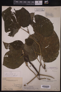 Image Associated With the Occurrence