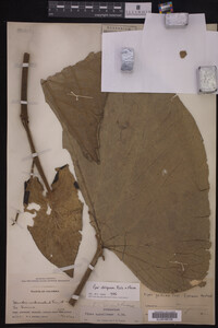 Image Associated With the Occurrence