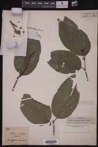 Image Associated With the Occurrence