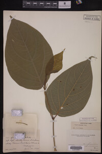 Image Associated With the Occurrence
