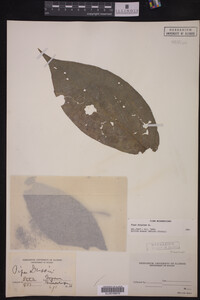 Piper hispidum image