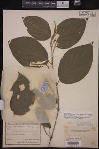 Image Associated With the Occurrence