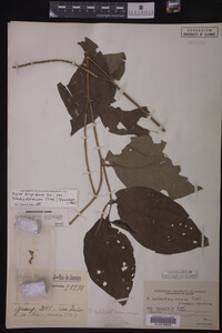 Image Associated With the Occurrence