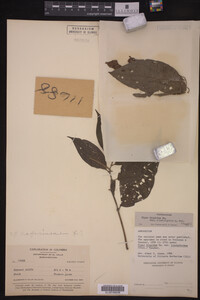 Image Associated With the Occurrence