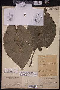 Image Associated With the Occurrence