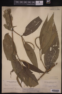 Image Associated With the Occurrence