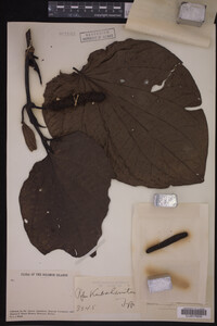 Image Associated With the Occurrence