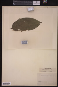 Image Associated With the Occurrence