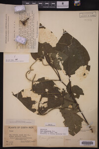 Image Associated With the Occurrence