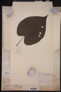 Image Associated With the Occurrence