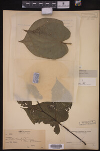 Image Associated With the Occurrence