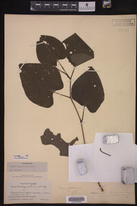 Image Associated With the Occurrence