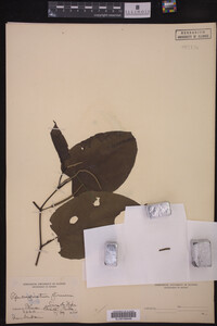 Image Associated With the Occurrence