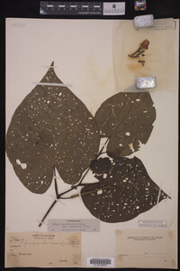 Image Associated With the Occurrence