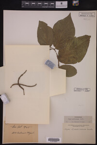 Image Associated With the Occurrence