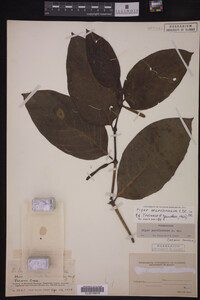 Image Associated With the Occurrence