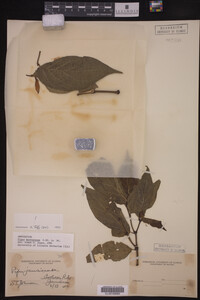 Image Associated With the Occurrence
