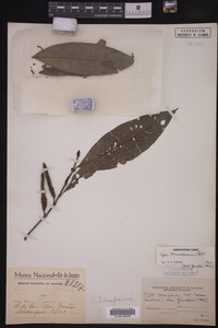 Image Associated With the Occurrence