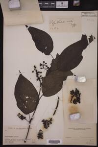 Image Associated With the Occurrence