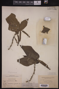 Image Associated With the Occurrence