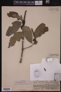 Image Associated With the Occurrence