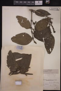 Image Associated With the Occurrence