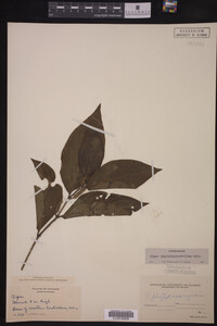 Piper phytolaccaefolium image