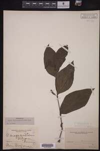 Piper phytolaccaefolium image