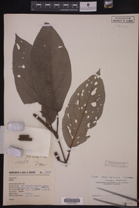 Image Associated With the Occurrence