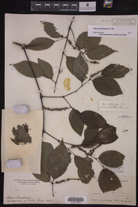 Piper psilorhachis image