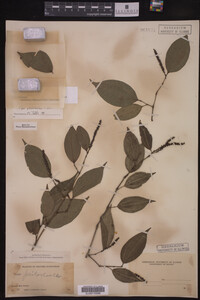 Piper psilorhachis image