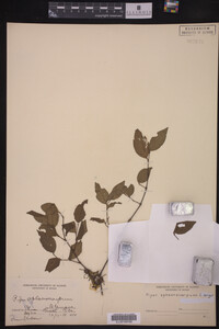 Image Associated With the Occurrence